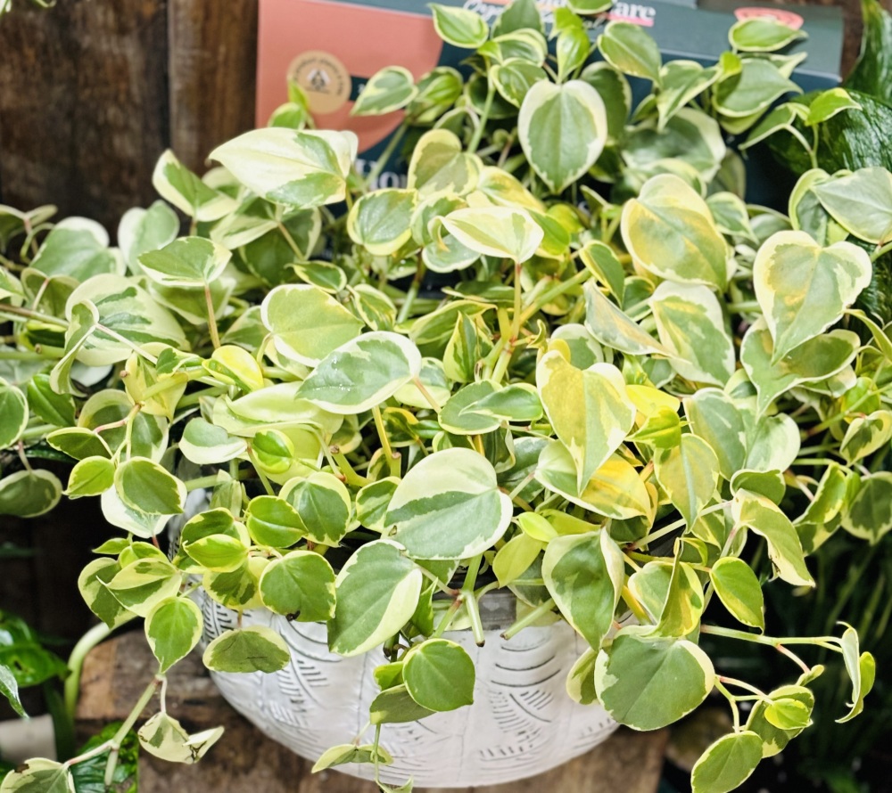 Indoor or Patio Plant 
