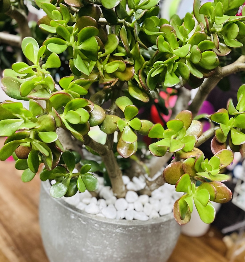 Succulent Large  In Ceramic Base