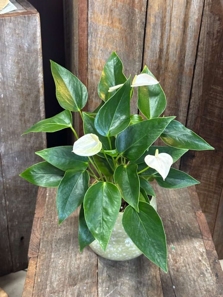 Anthurium Plant White Or Green Flower