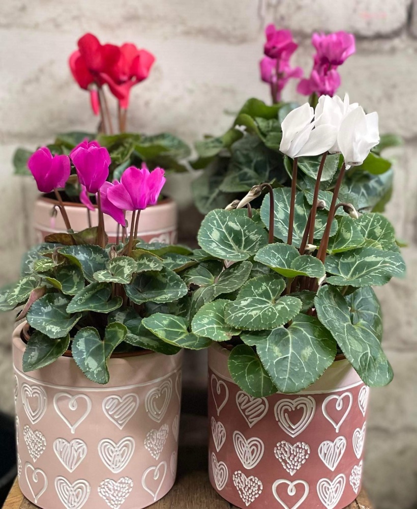 Cyclamen Plant in Ceramic Base