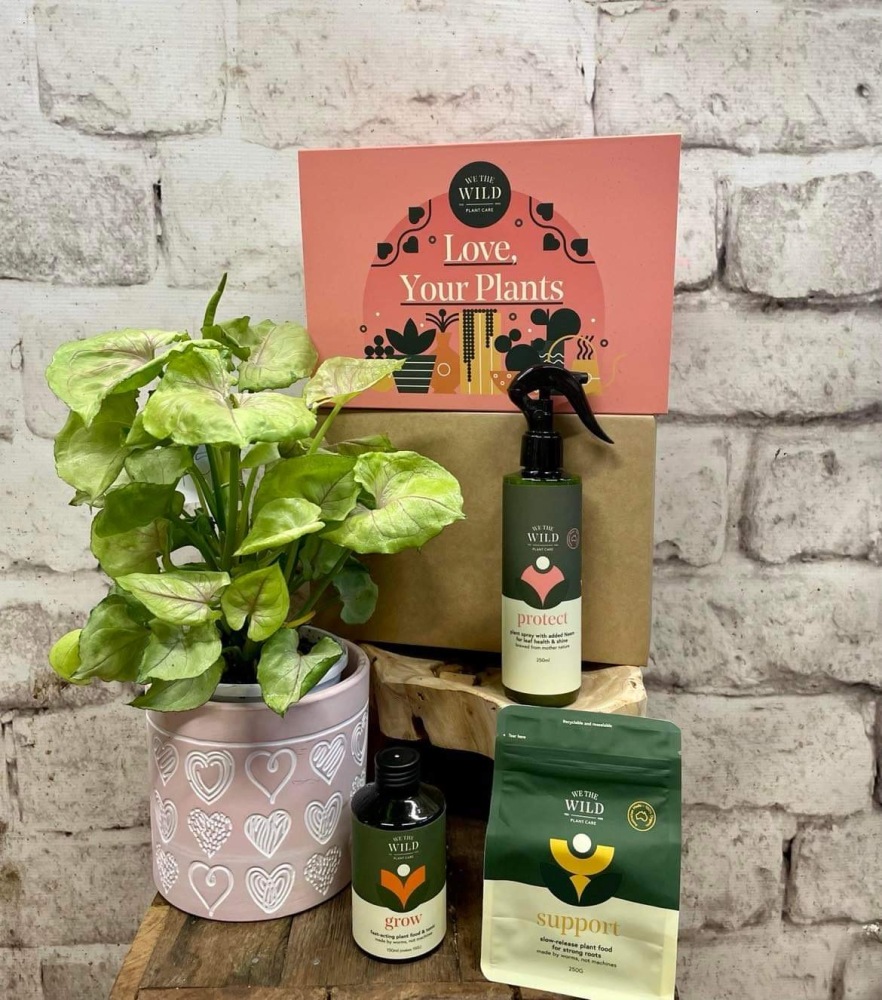 Plant in ceramic base, Australian made plant care products 