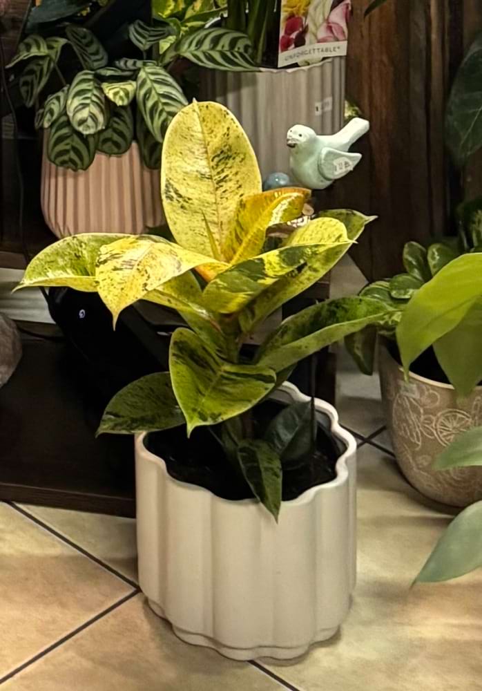 Ficus Elastica Shivereana Plant
