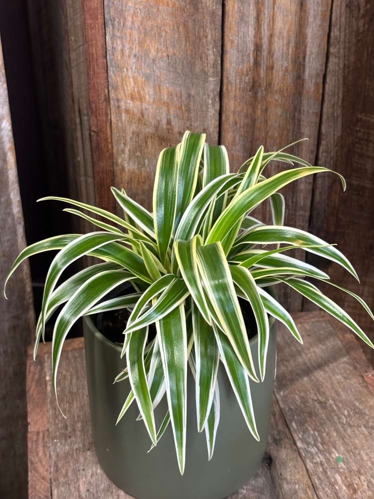 Ribbon Plant