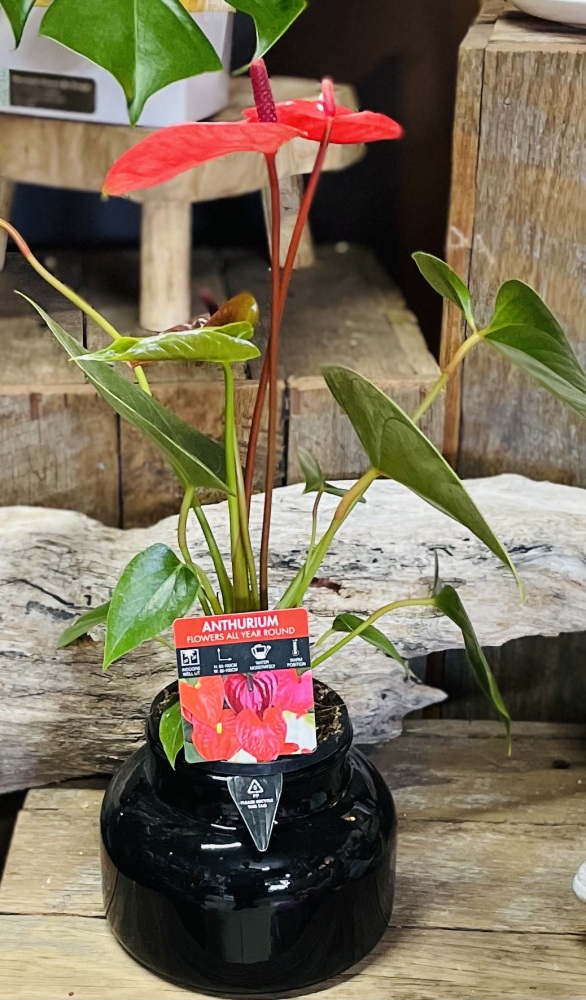 Anthurium Plant