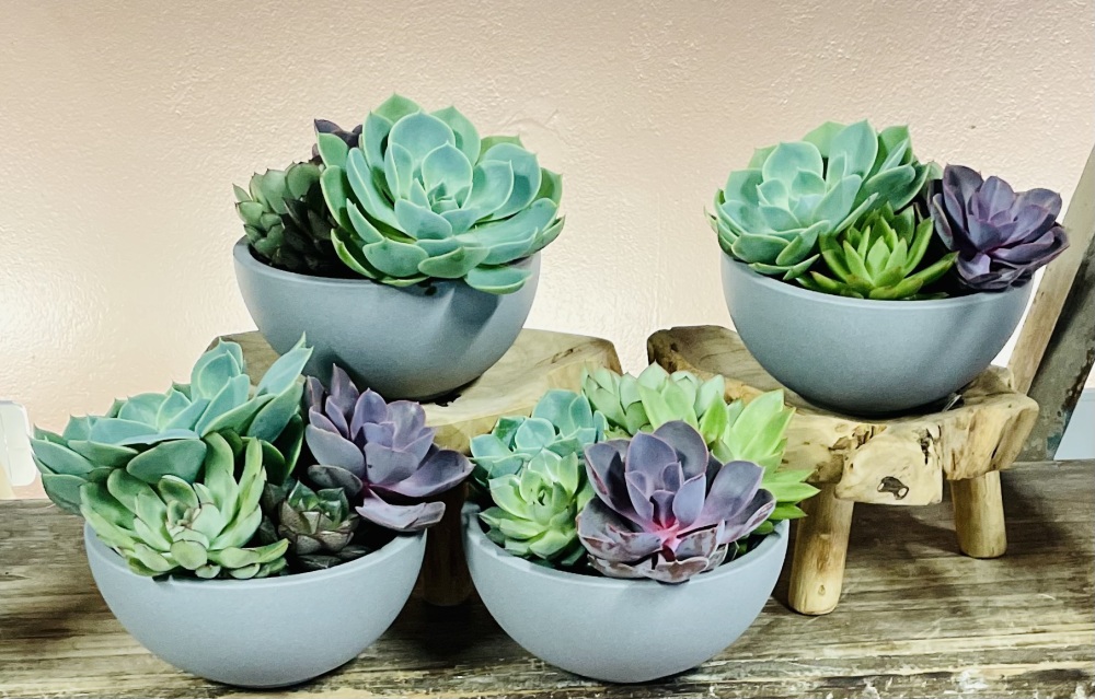 Succulent Bowls