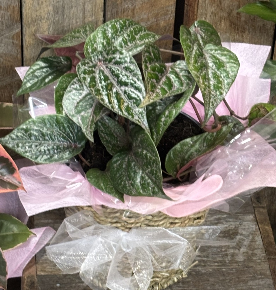 Piper Crocatum Indoor Plant 