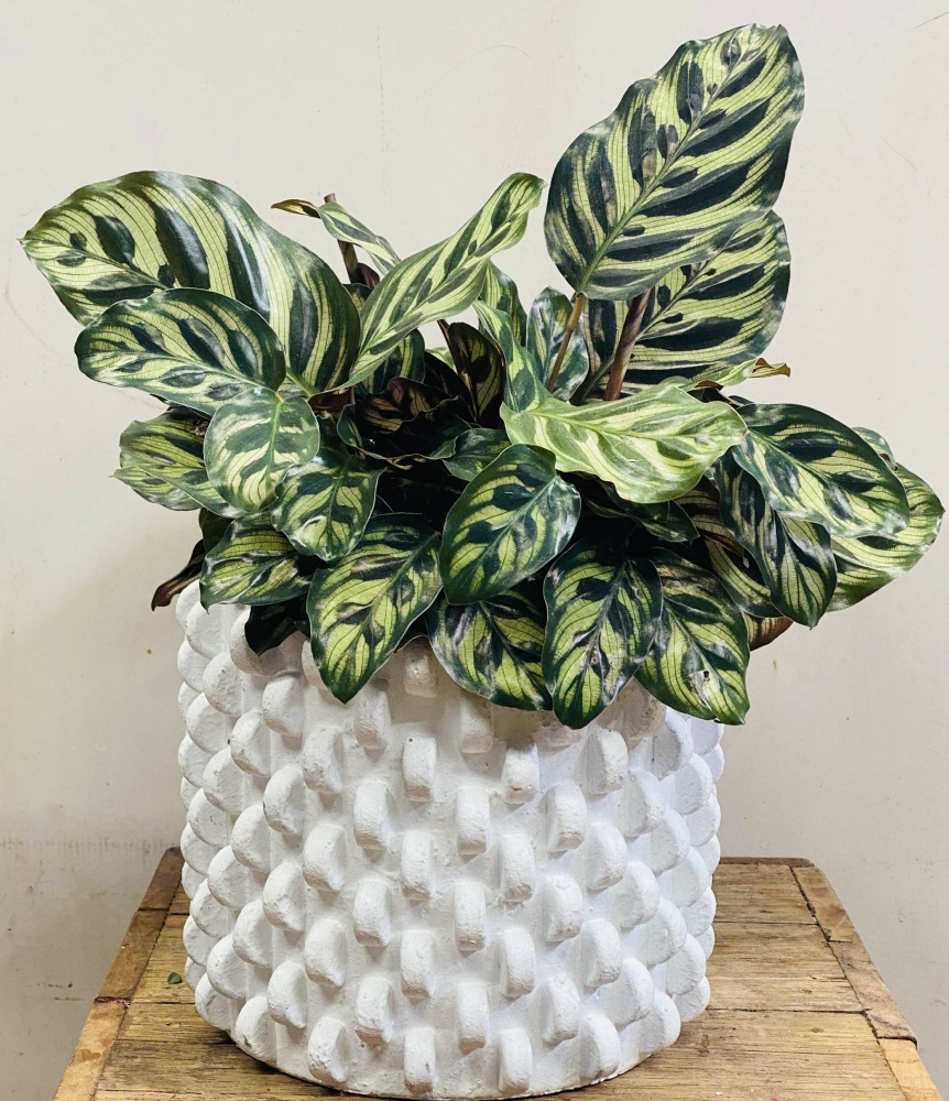 Indoor Plant