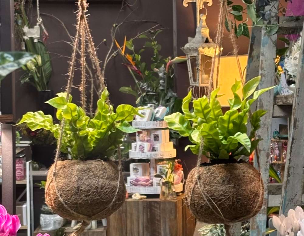 Kokedama Asplenium Crispy Wave Plant