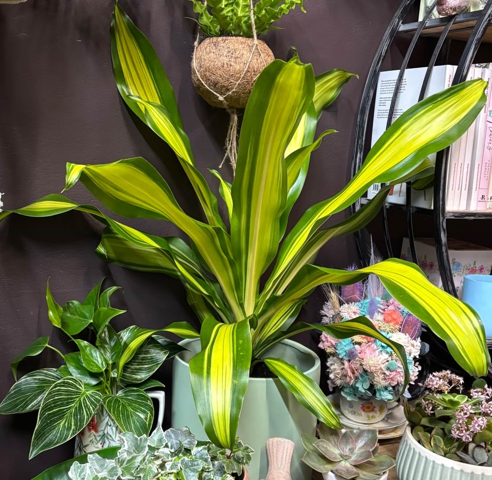 Happy Plant In Ceramic Pot 