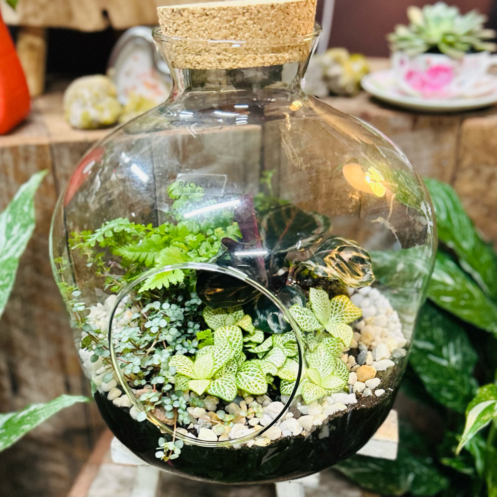 Terrarium Large 