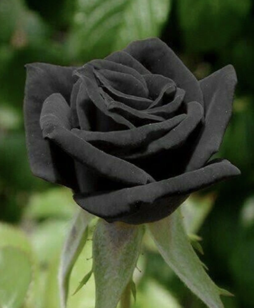Dark Desires Black Rose Bouquet