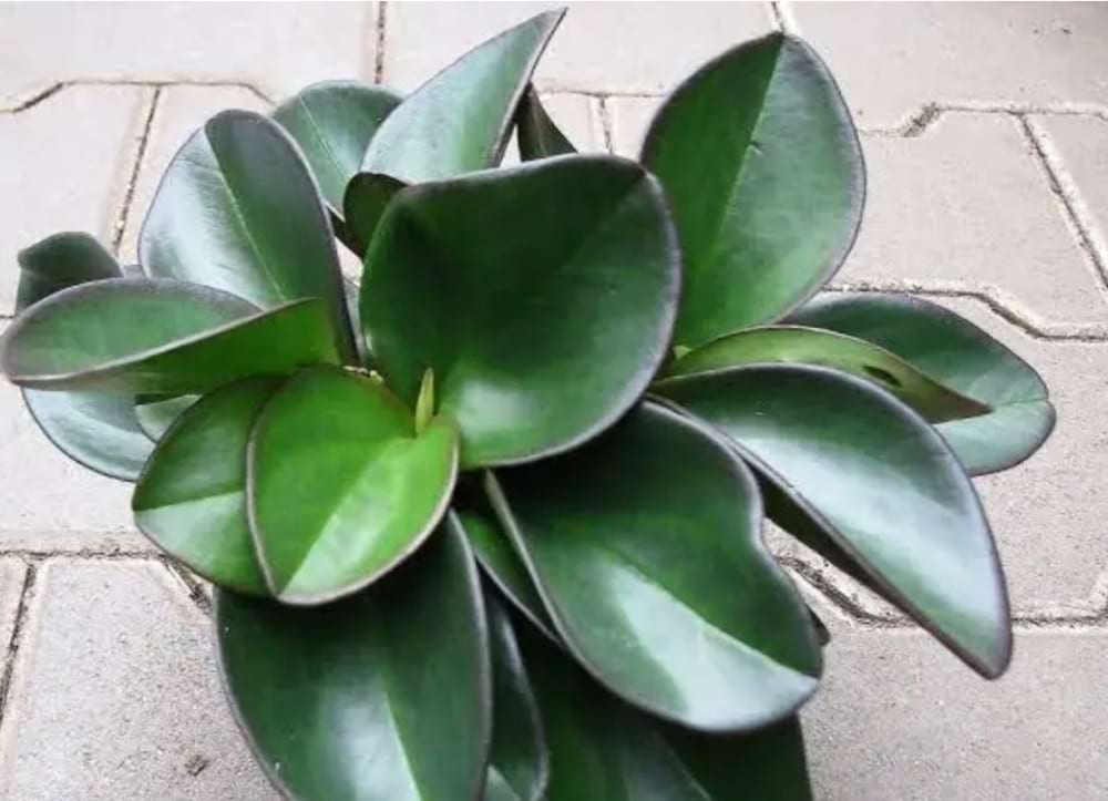 Peperomia Clusifolia