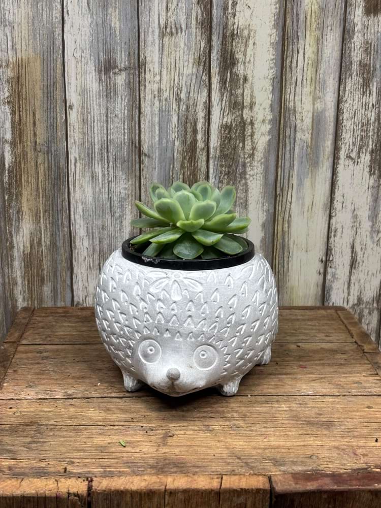 Hedgehog Succulent