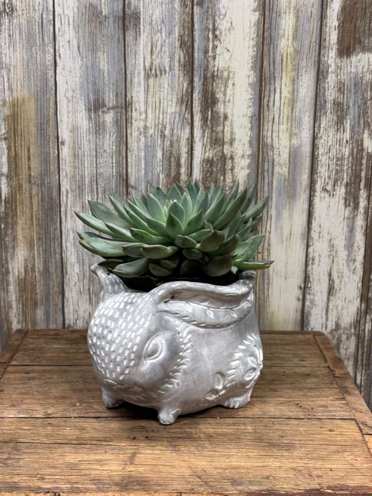 Bunny Succulent