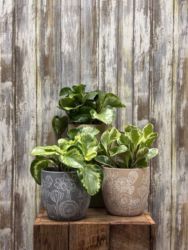 Peperomia Plant 