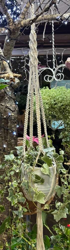 Hanging Verigated Ivy Plant