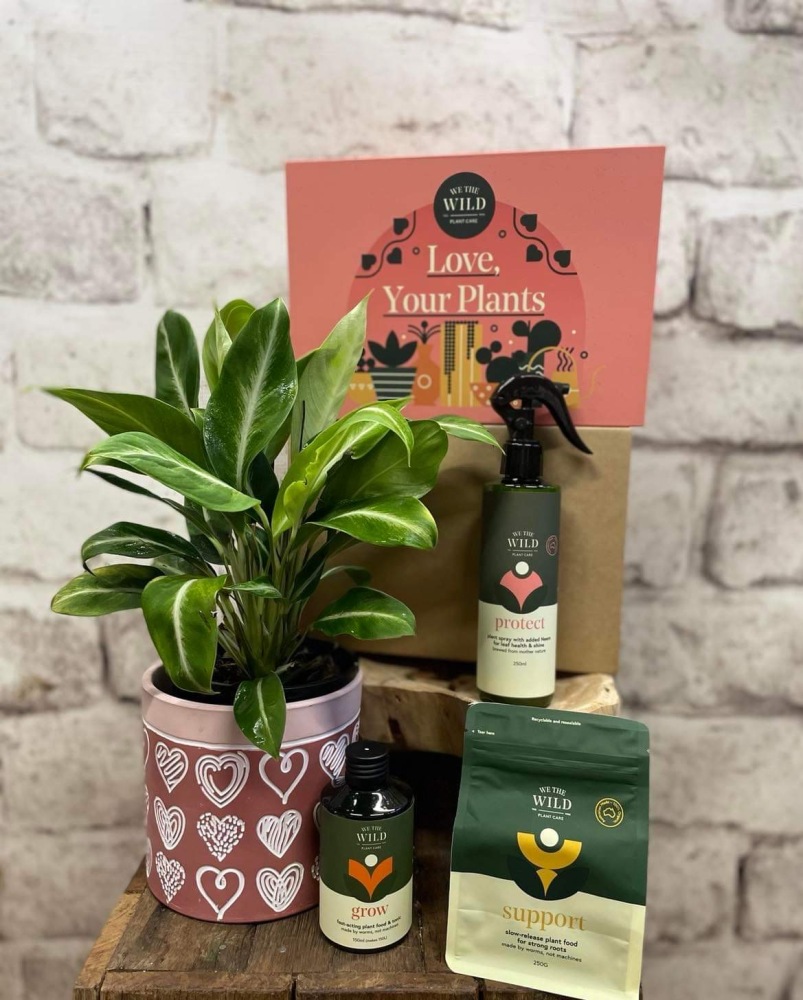 Plant in ceramic base, Australian made plant care products 