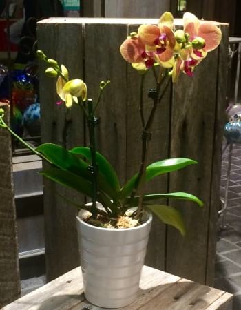  Phalaenopsis Orchid Plant