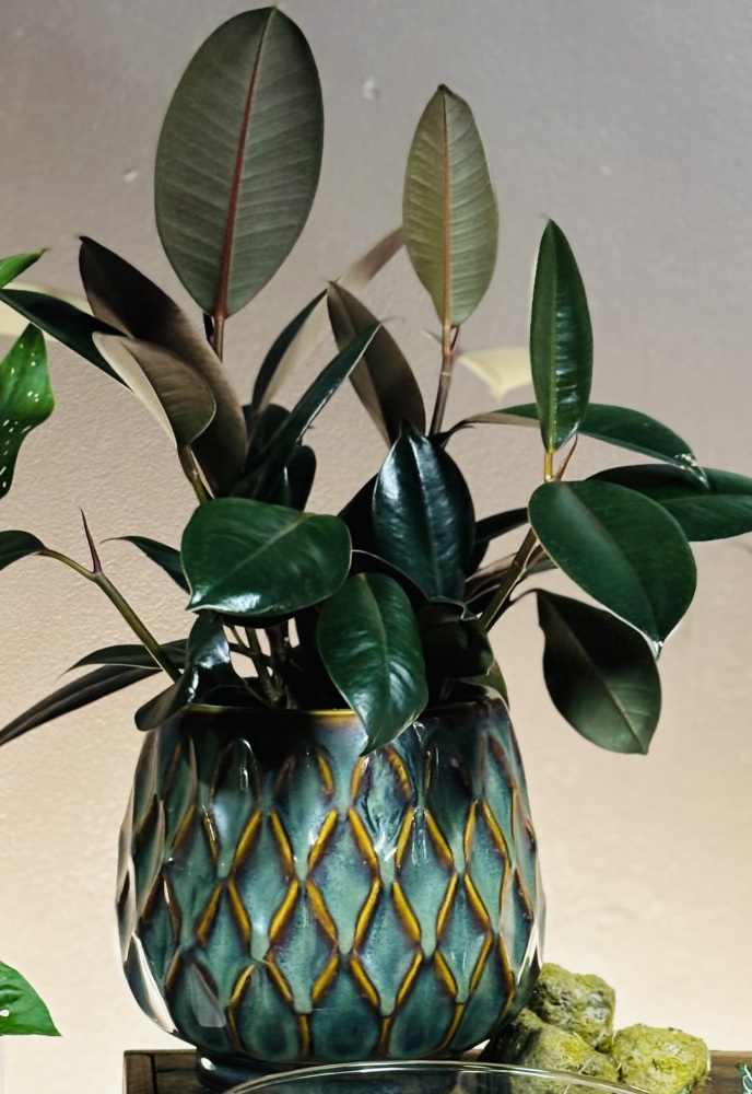 Rubber Plant 
