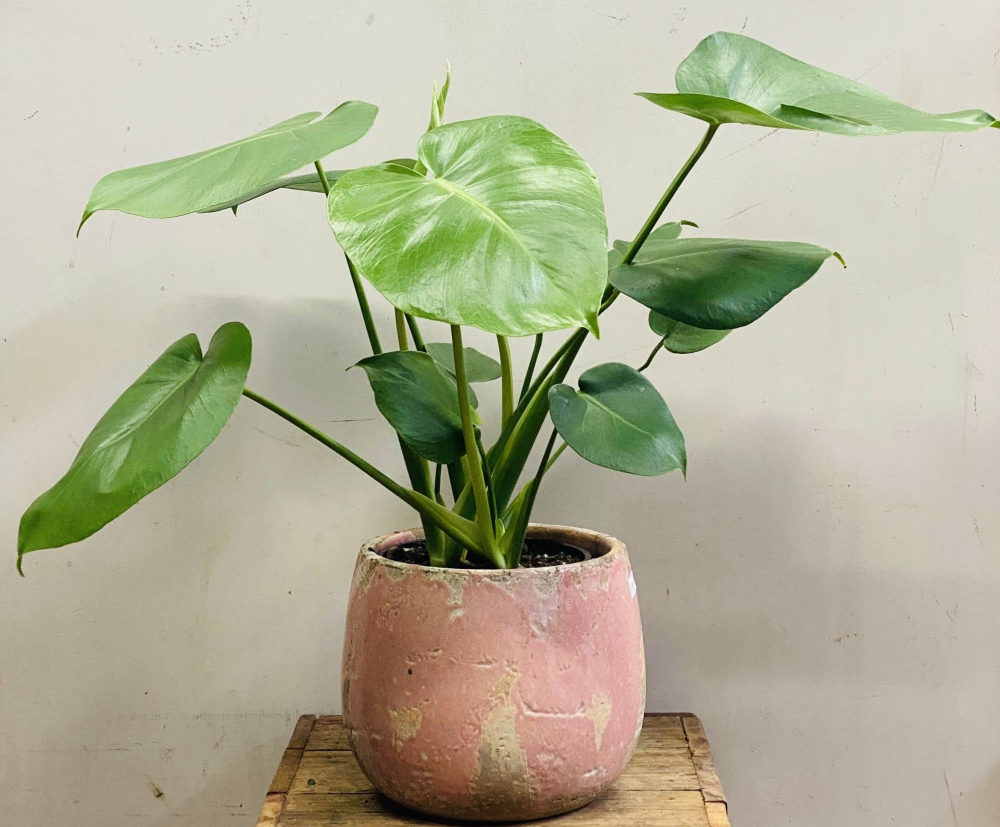 Monsteria Plant 