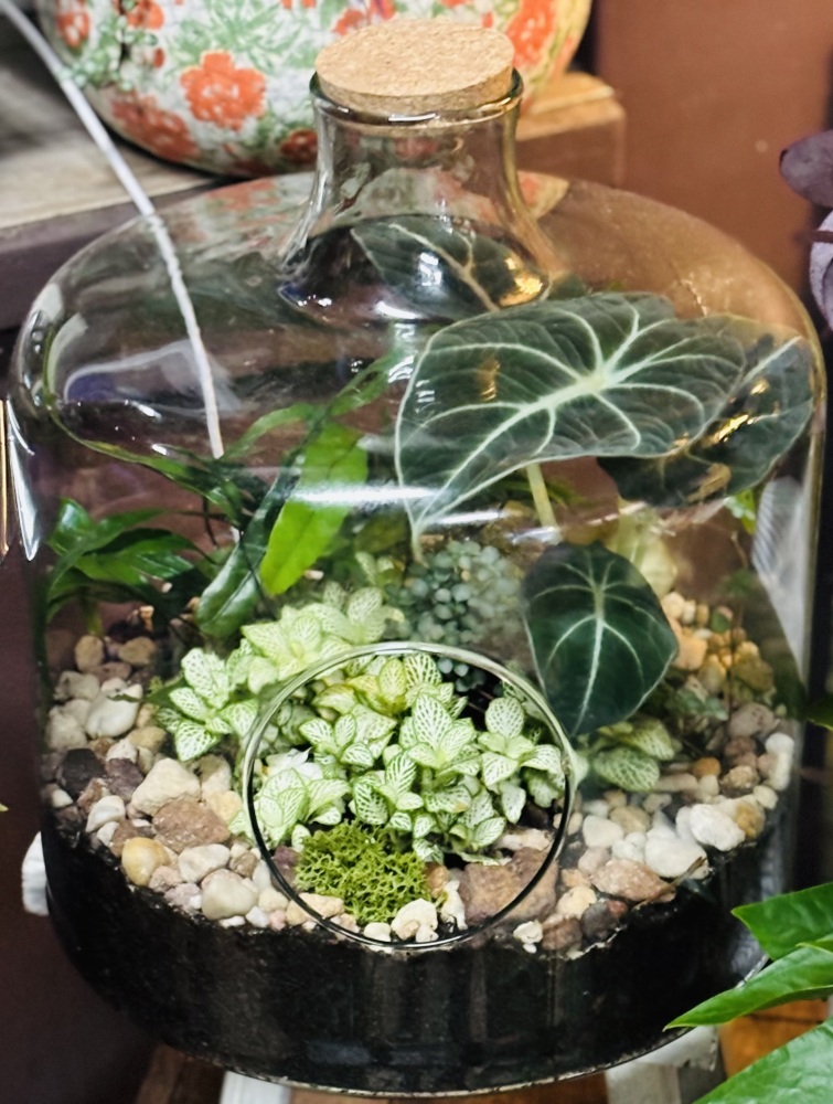 Terrarium Large 