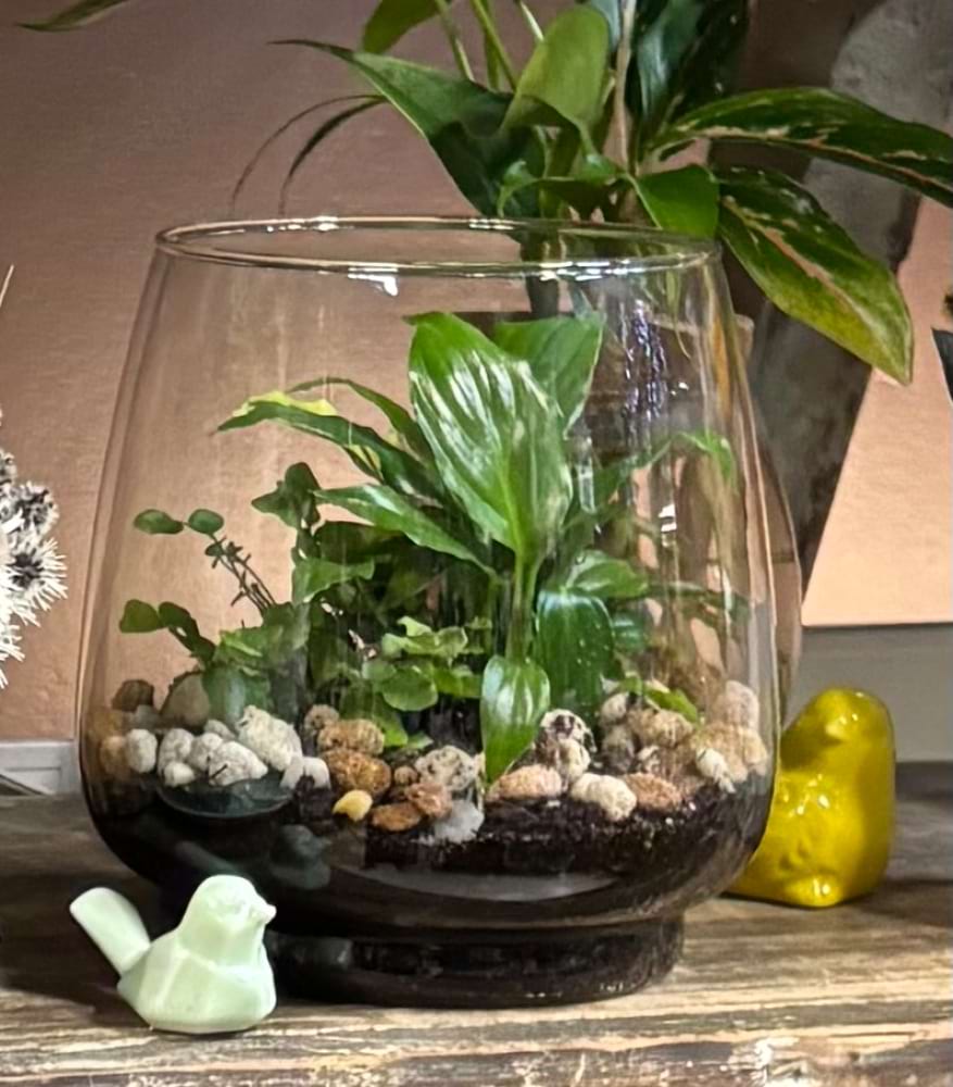 Glass Terrarium Gift