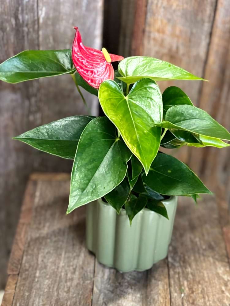 Red Anthurium Plant
