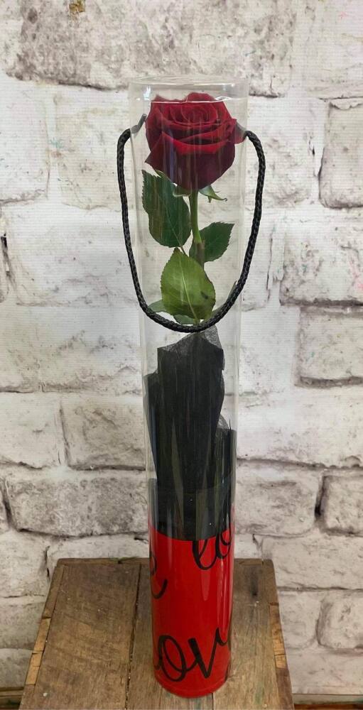 Single Red Rose in Cylinder