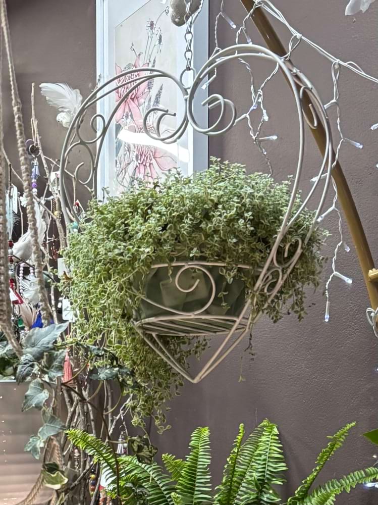 Sedum Hanging Plant In White Metal Heart Planter