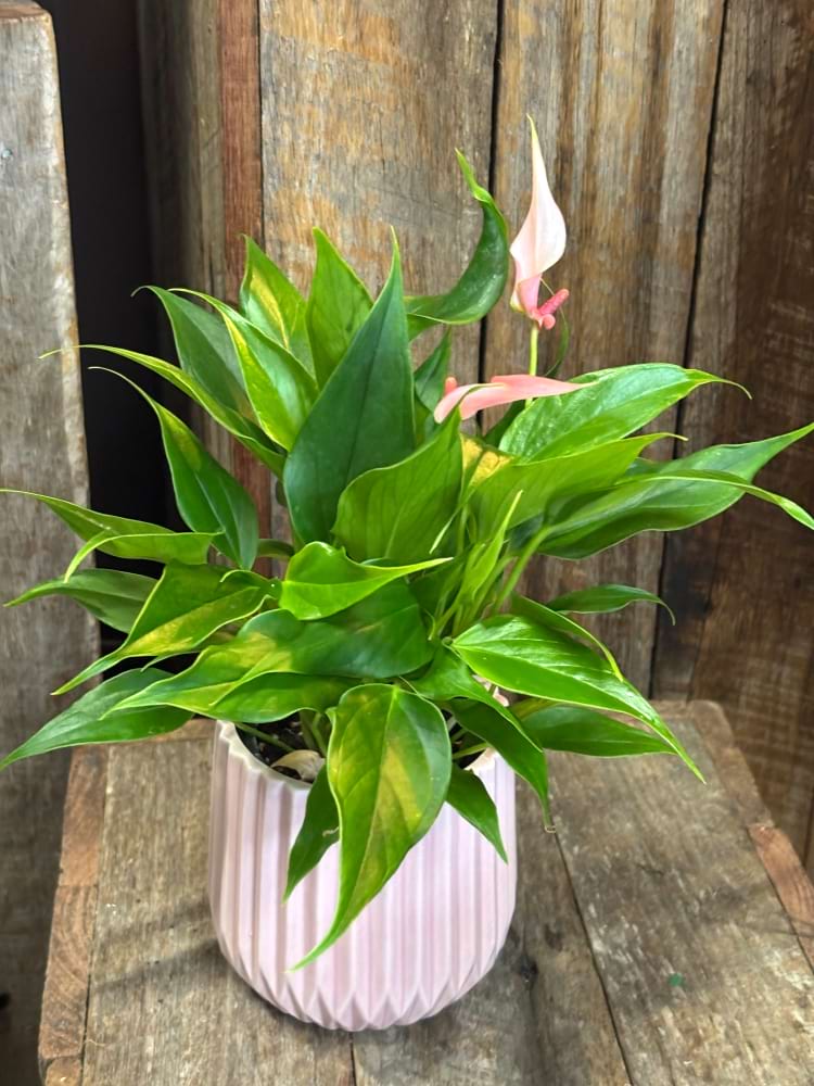 Pink Anthurium Plant