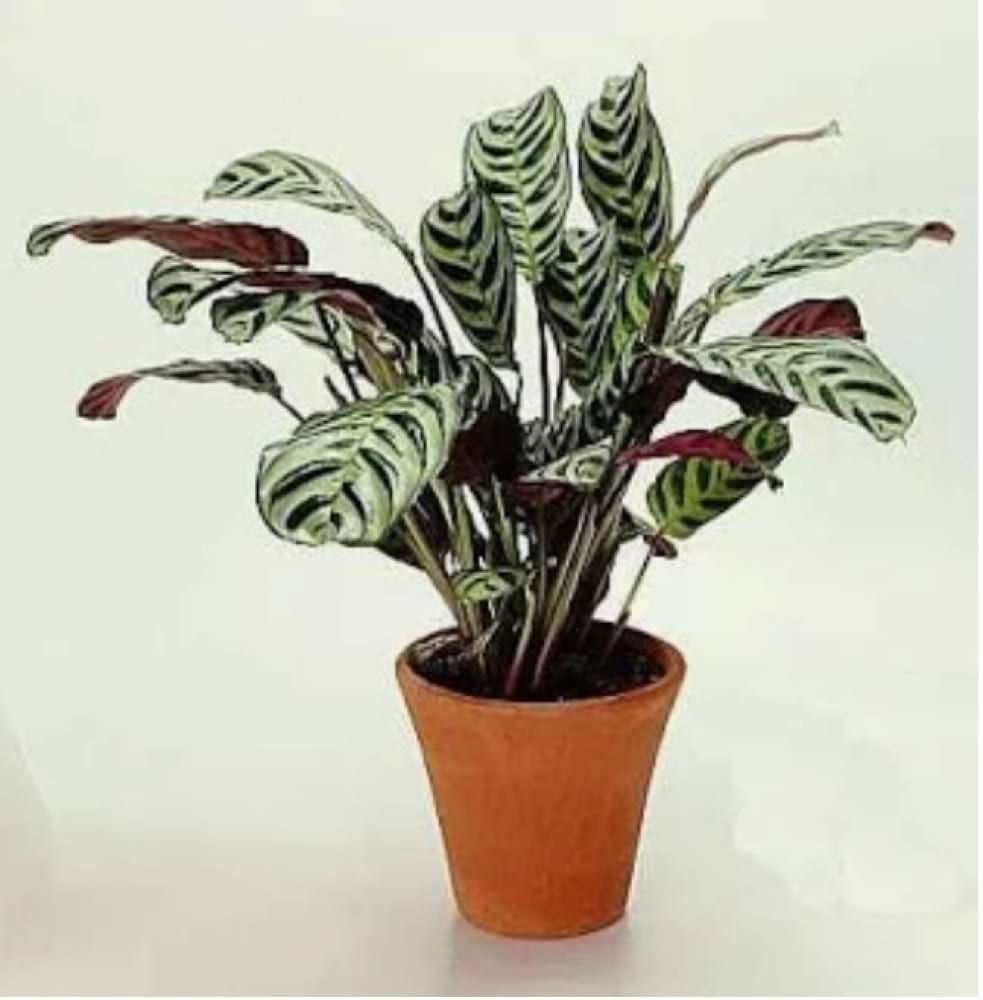 Ctenanthe Amabilis  Plant