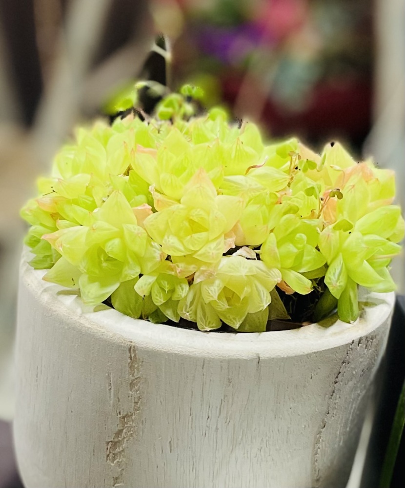 Succulent Multi Head Wooden Base