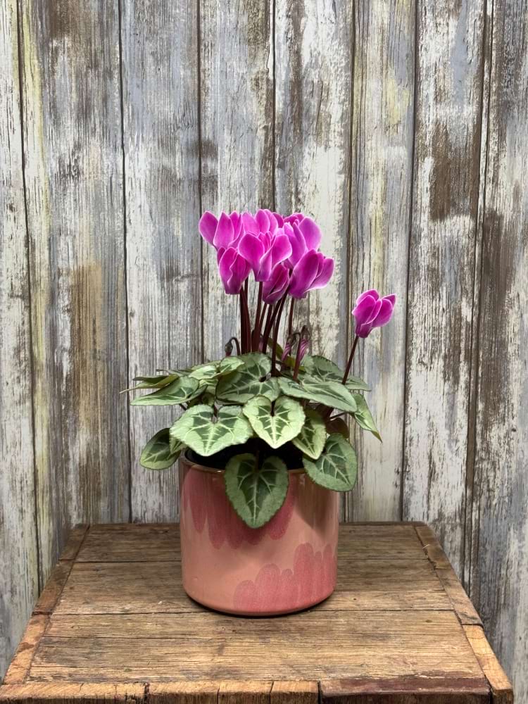 Pink Cyclamen Plant