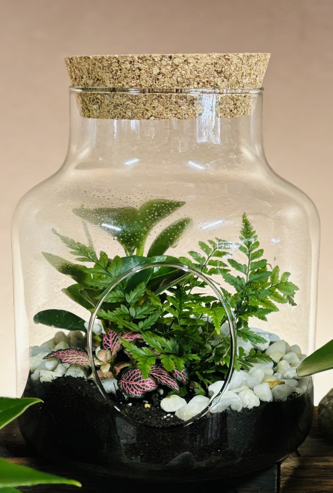 Terrarium 