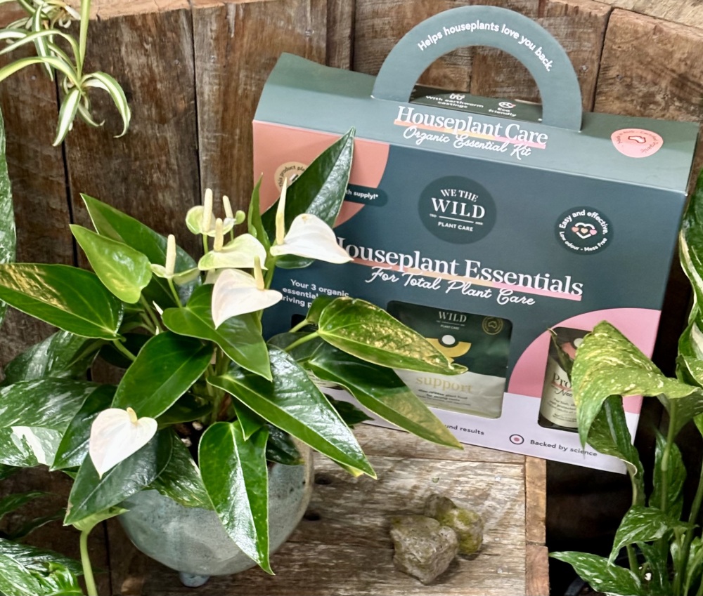 A foliage plant and gift pack of plant care products