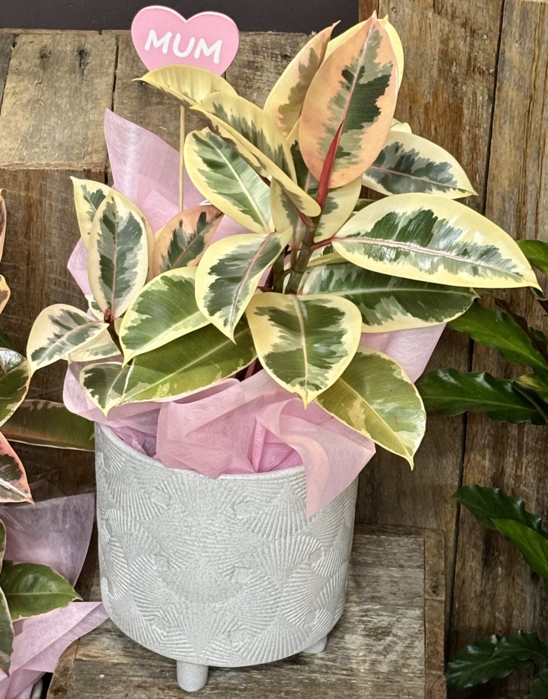 Ficus Plant  Mother’s Day 