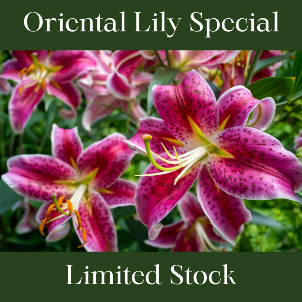 Oriental Lily Christmas Special