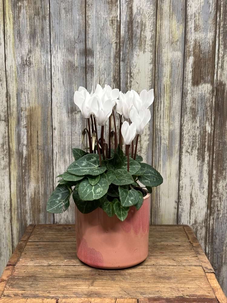 White Cyclamen Plant