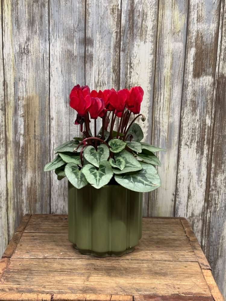 Red Cyclamen Plant