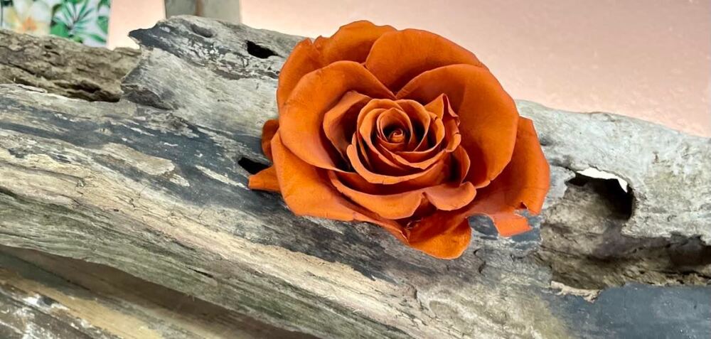 Orange Preserved Rose presented on a wooden block - available to purchase separately