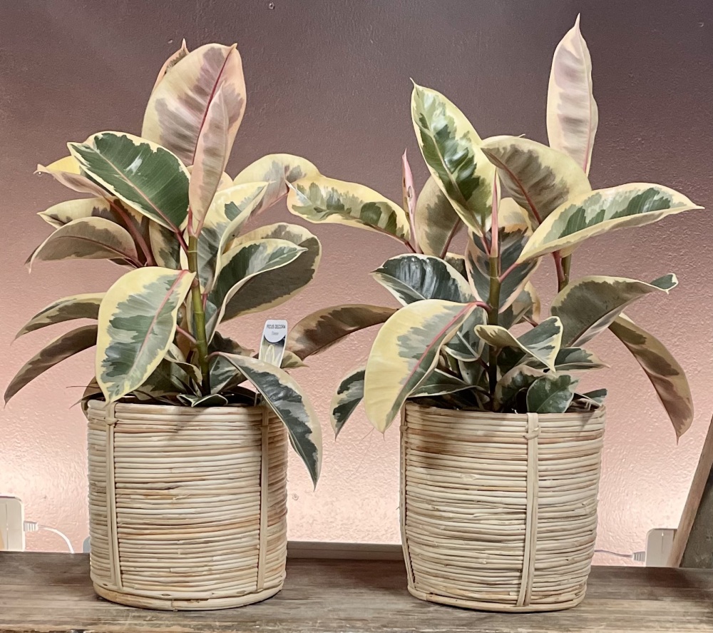 Indoor Plant Rattan Base
