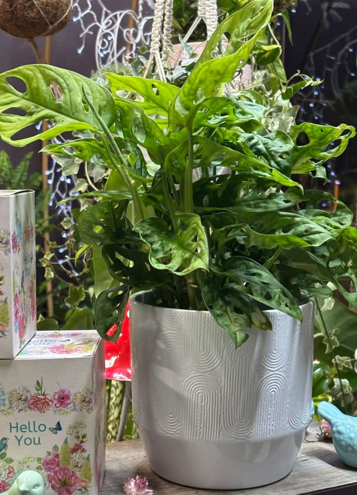 Monstera Swiss Cheese Plant