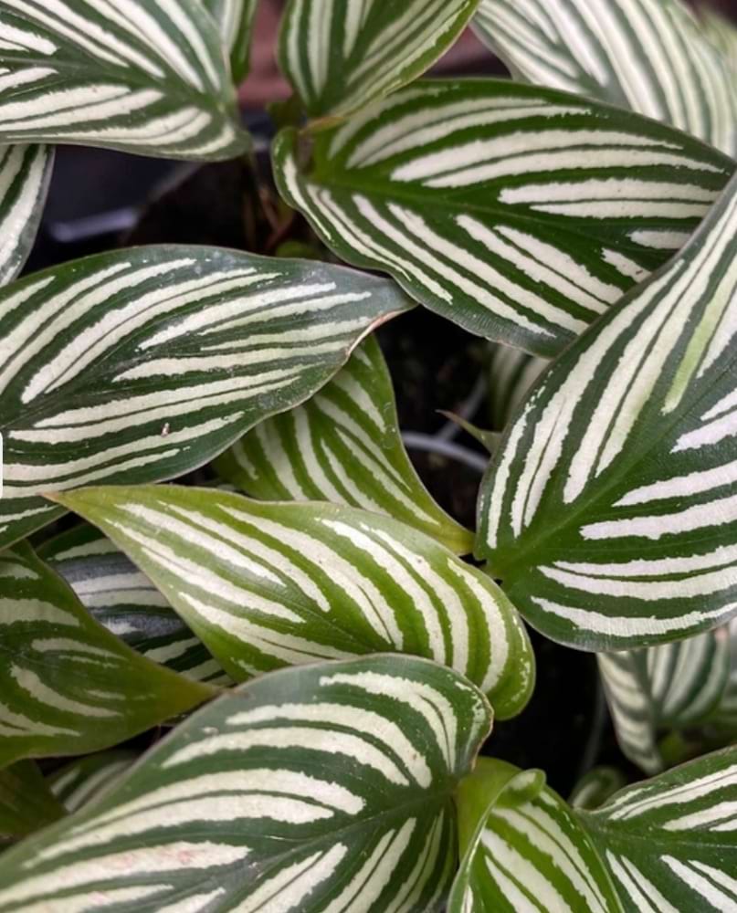Calathea vittata