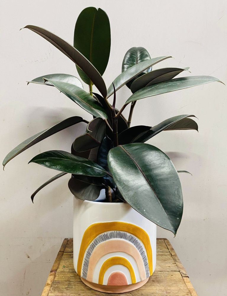 Rubber Plant
