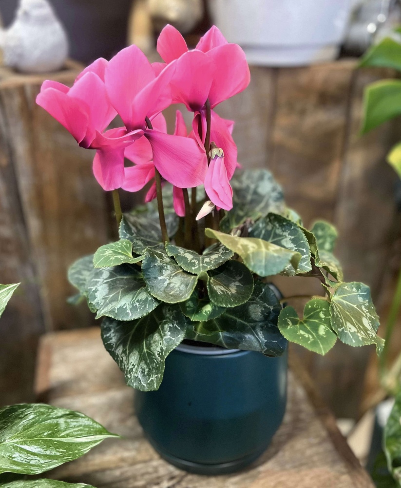 Cyclamen Plant