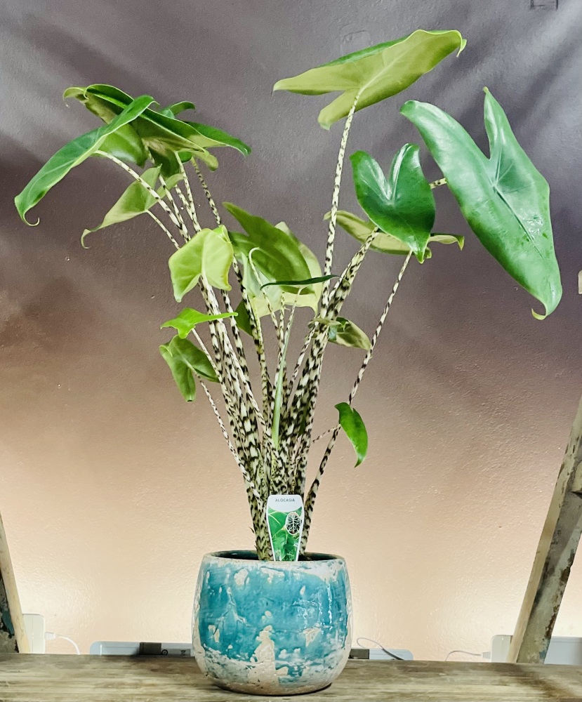 Alocasia Zebrina Large in Teal Ceramic