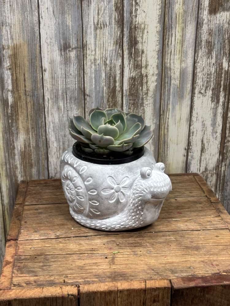 Snail Succulent