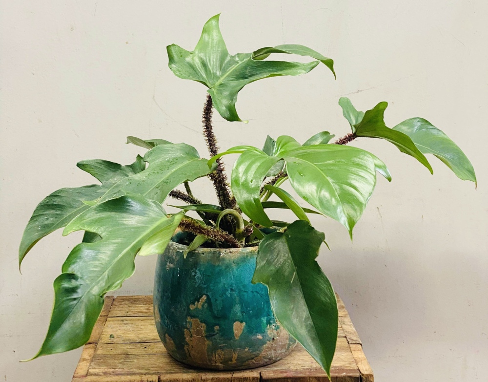 Indoor Beauty
