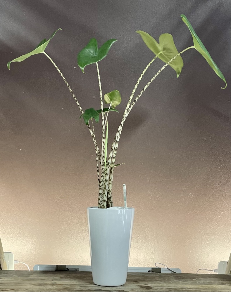 Alocasia Zebrina Plant White Ceramic