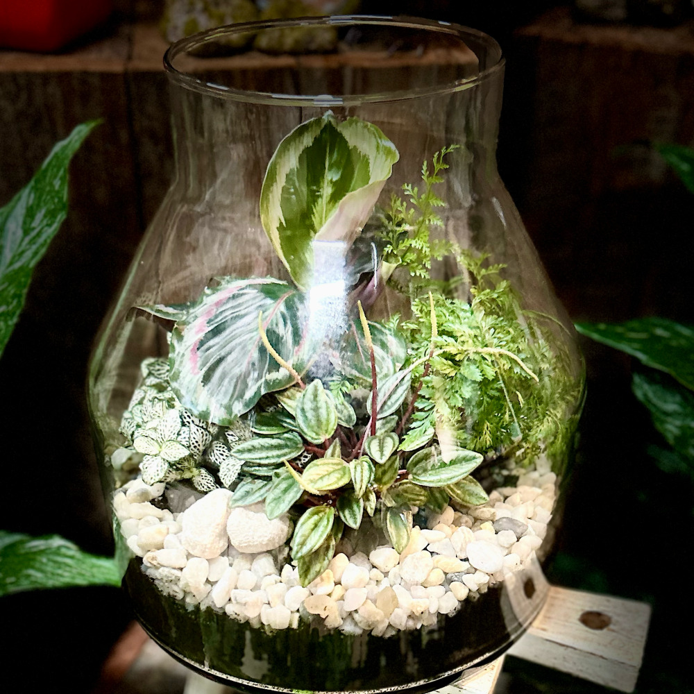Terrarium Medium